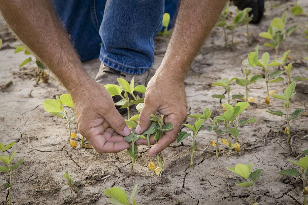 Hands pressing soil around young seedlings in a tray