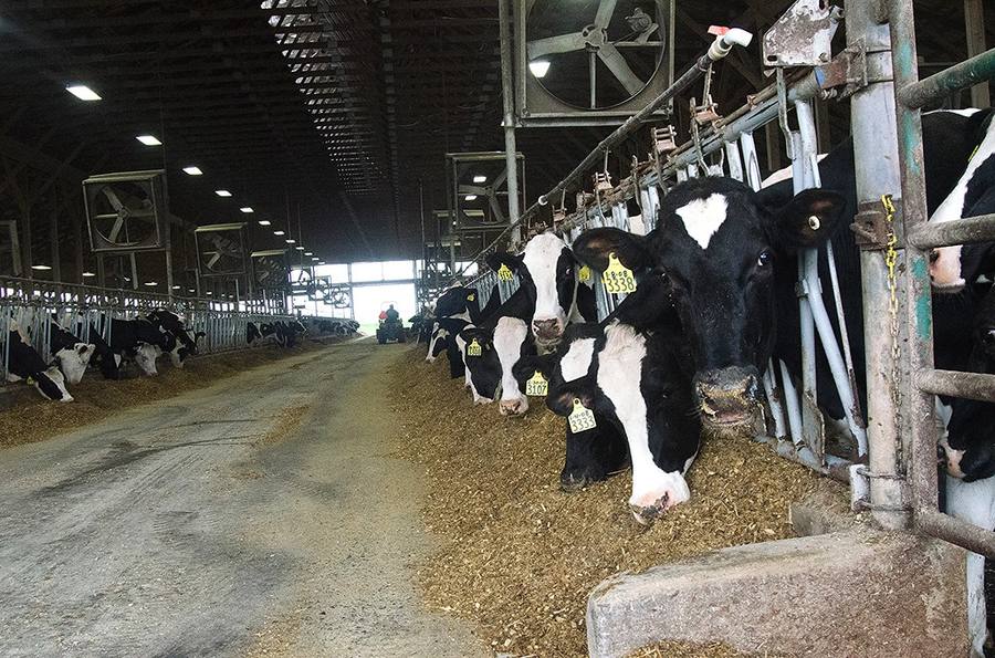 Dairy cows feeding in a bright modern barn