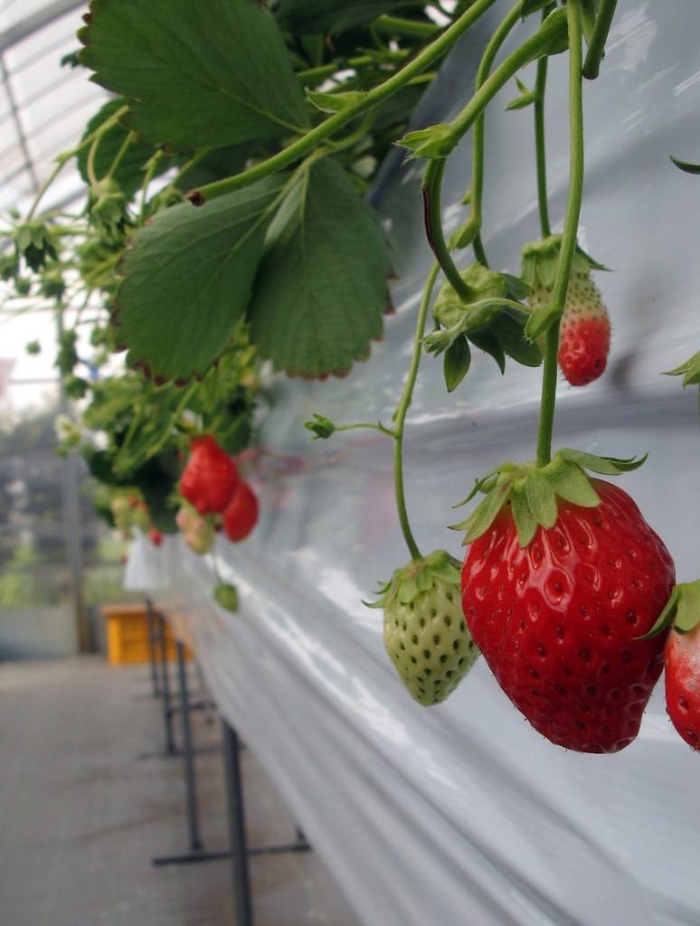 Ripe strawberries hanging in the greenhouse