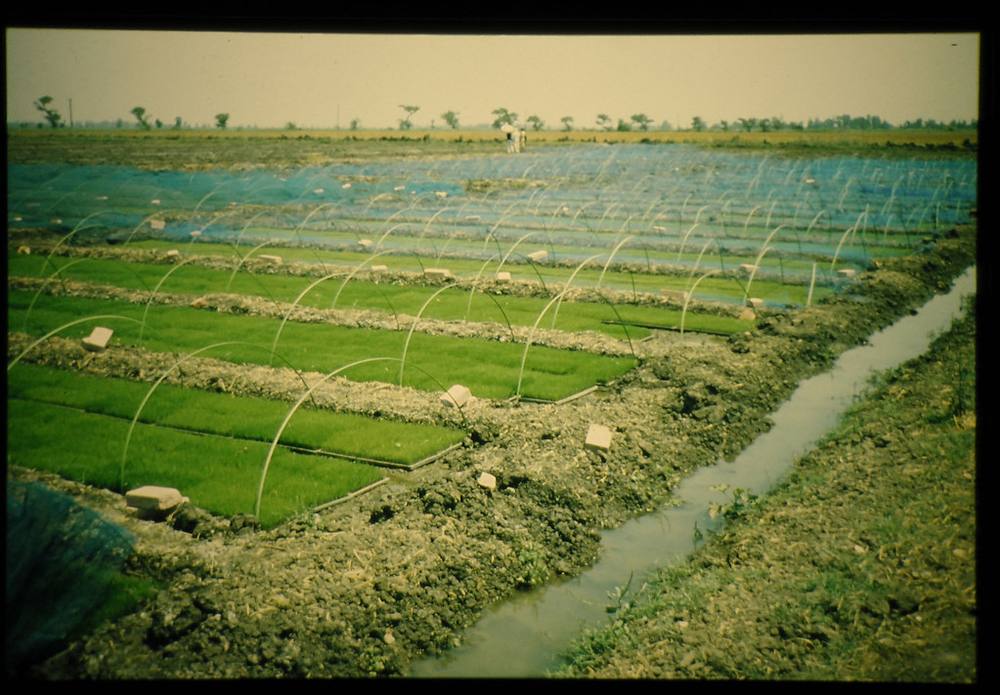 Rows of young seedlings hardening off in the nursery
