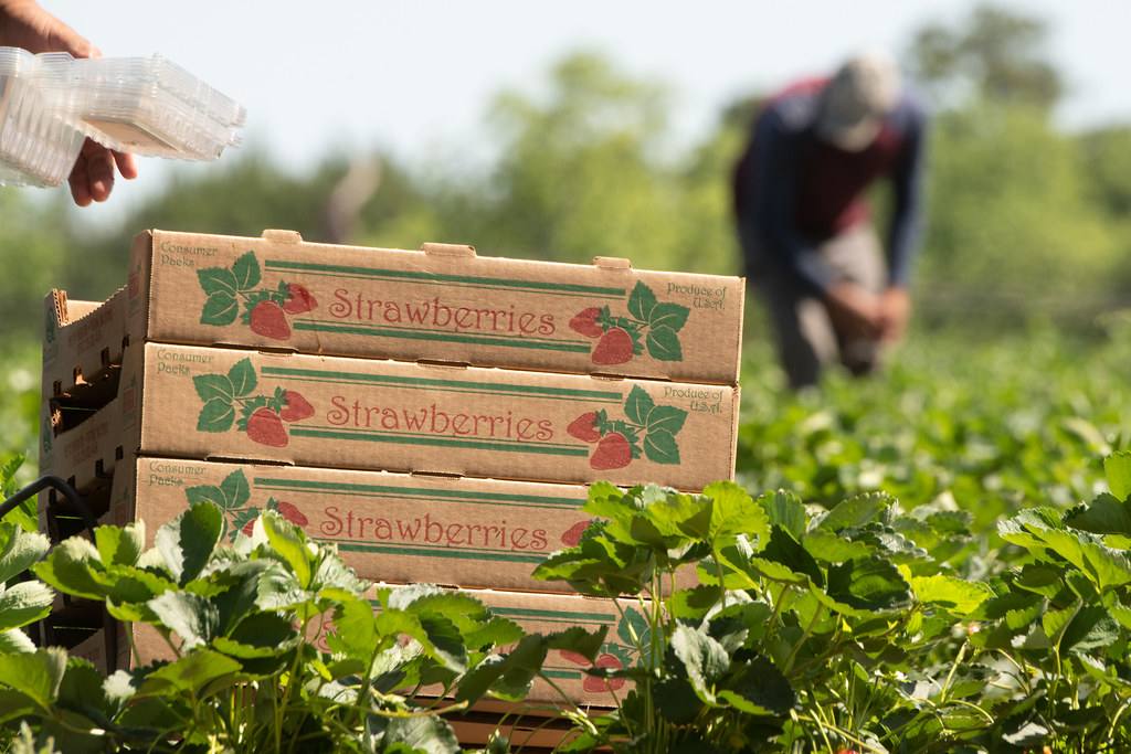 Crew packing strawberry boxes during harvest