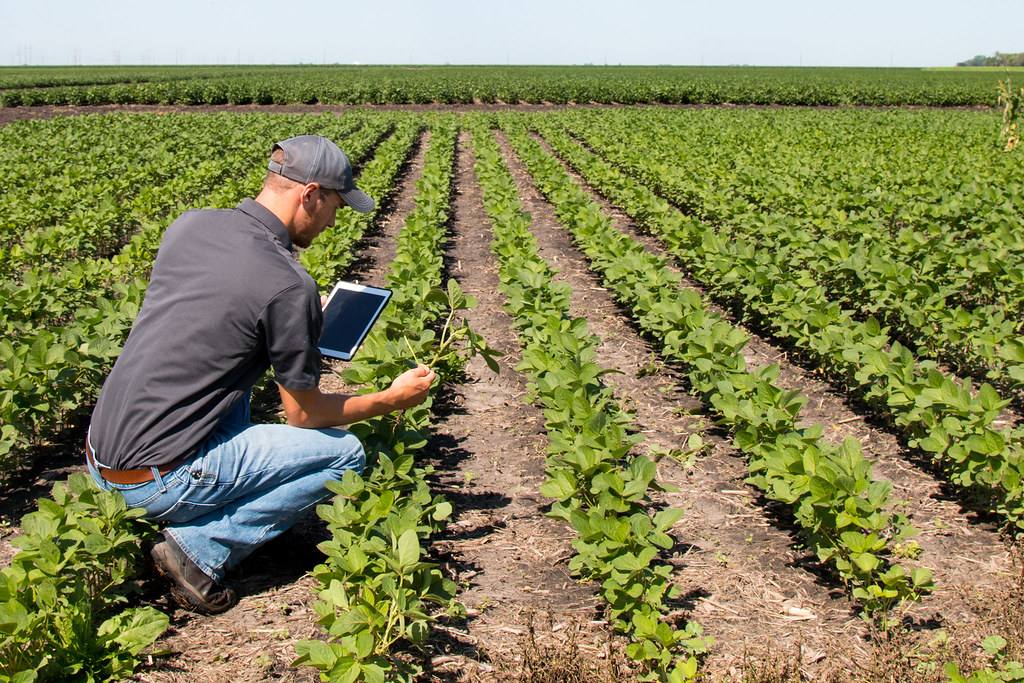 Grower scouting young crop rows with a tablet