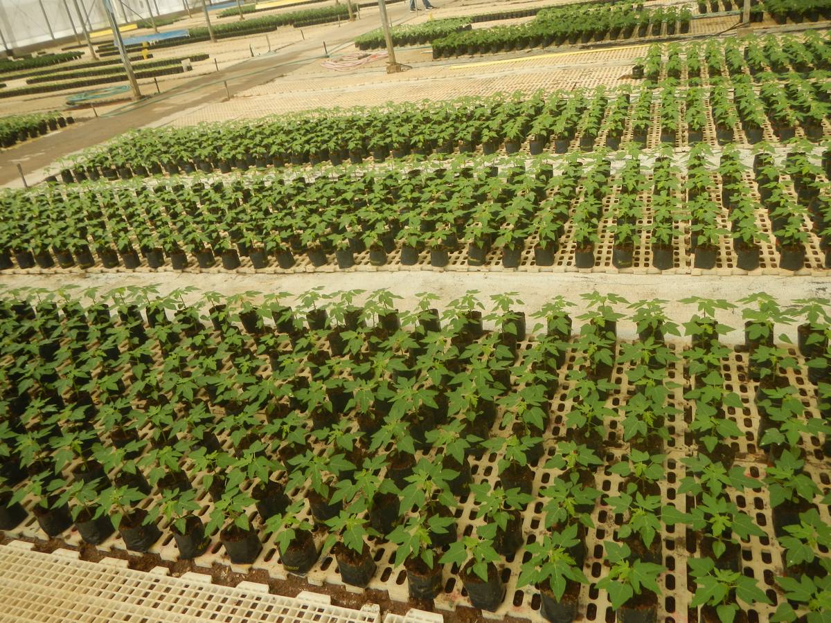 Seedling trays lined up in the propagation house