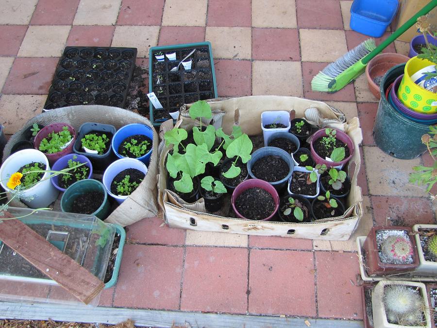 Young plants growing in nursery pots
