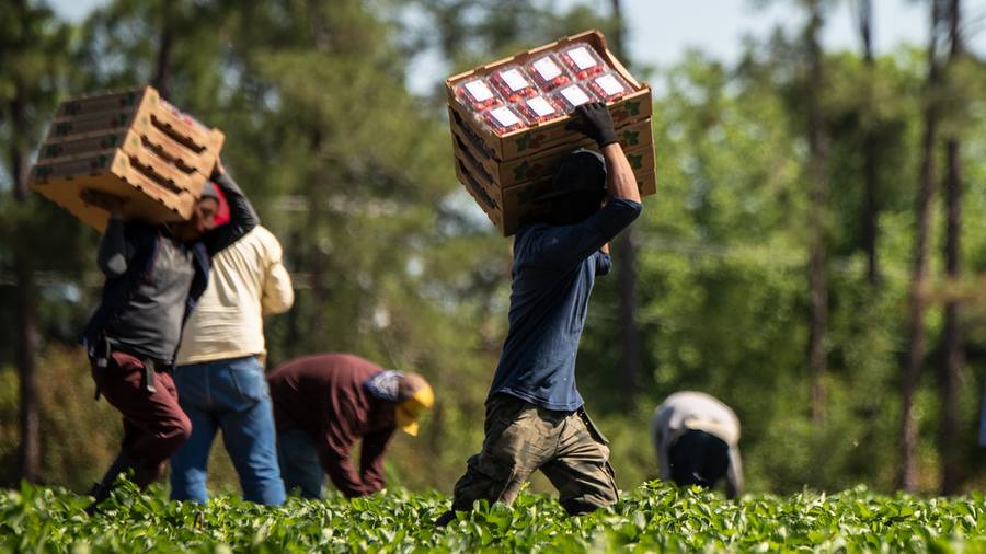 Field crew carrying crates at harvest time