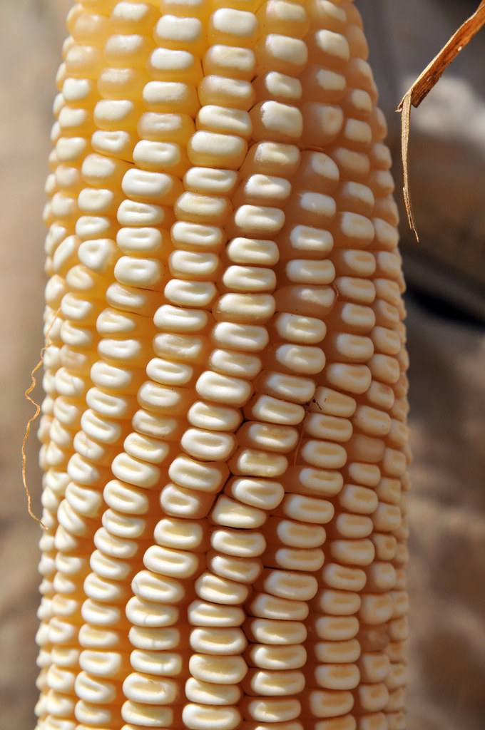 Close-up of a ripe corn cob at harvest