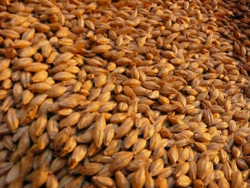 Golden grain kernels ready for milling