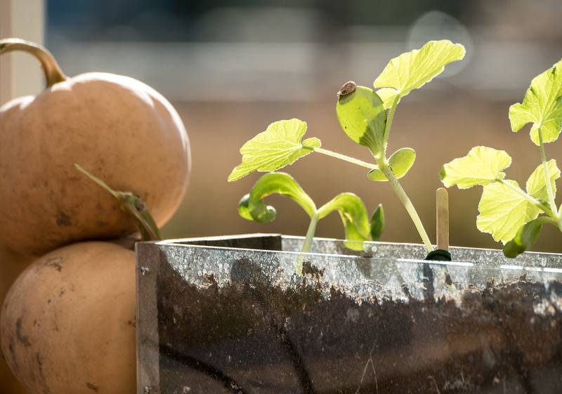 Pumpkins and young plants from our organic rows
